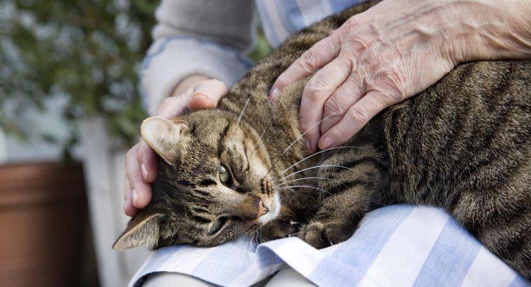 Các triệu chứng của một con mèo sắp chết là gì?