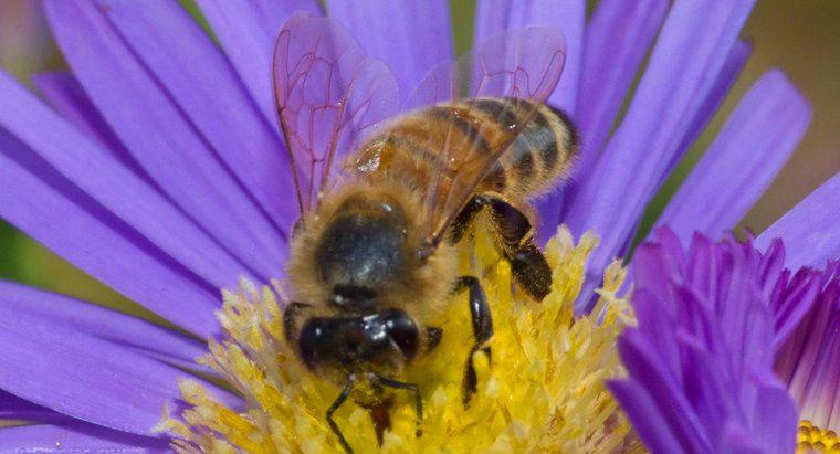 Môi trường sống của ong mật là gì?