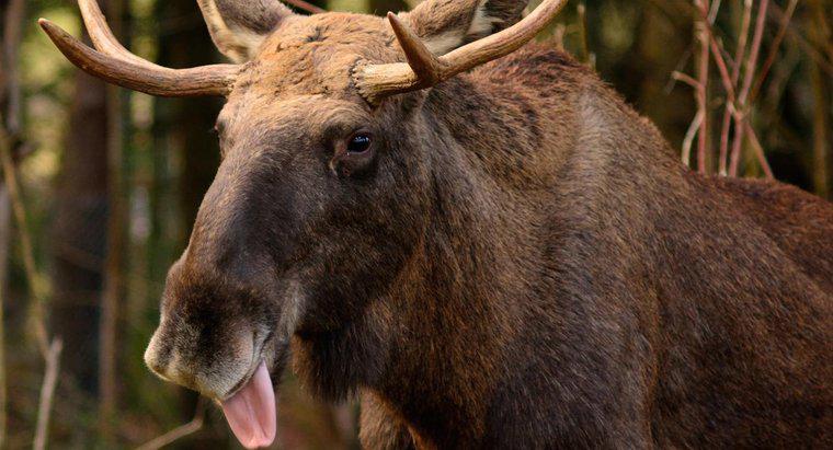 Moose ăn gì?