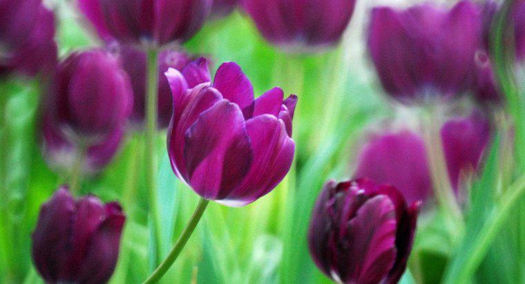 Hoa Tulip đại diện cho điều gì?