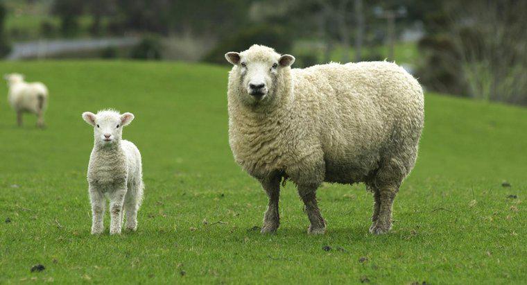 Cừu mang thai trong bao lâu?