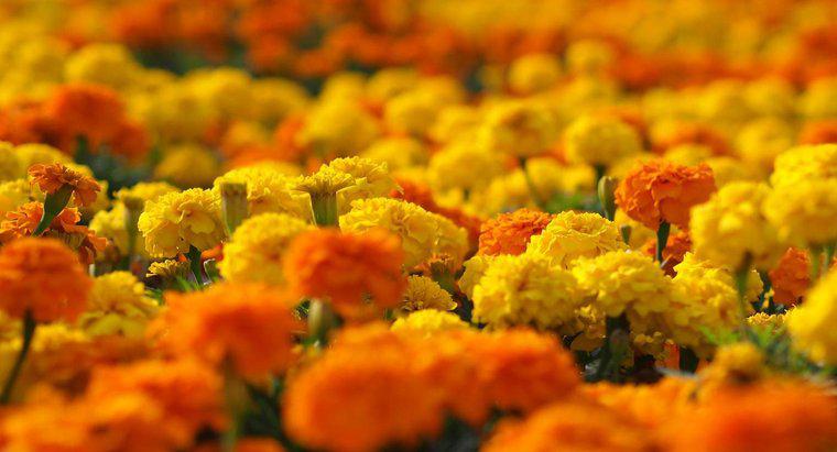 Cài đặt cho "Marigolds" của Eugenia Collier là gì?