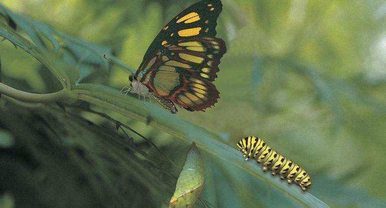 Tất cả Sâu bướm có Biến thành Bướm không?