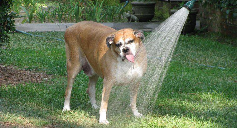 Chó có thể đi bao lâu nếu không có nước?