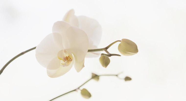 Làm thế nào bạn có thể hồi sinh một Orchid?