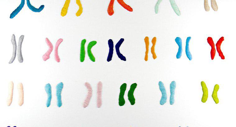 Chức năng của nhiễm sắc thể là gì?