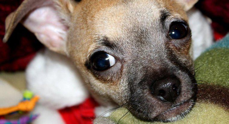 Một số thông tin chung về chó con Chihuahua là gì?
