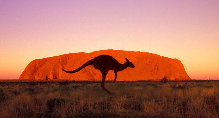 Kangaroo có thể chạy nhanh đến mức nào?