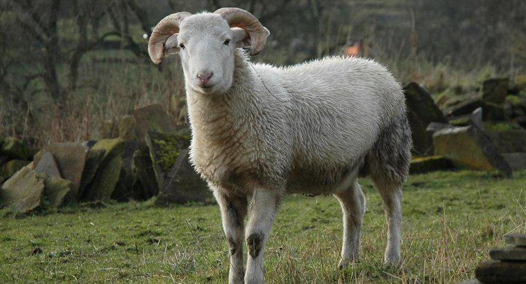 Cừu phát ra âm thanh gì?