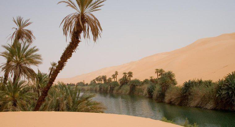 Làm thế nào để bạn tìm thấy nước nếu bạn bị mắc kẹt trong sa mạc?