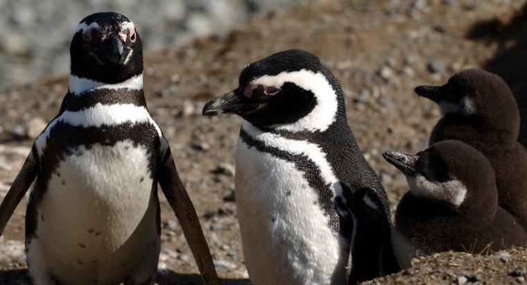 Chim cánh cụt có sống trong quần xã sinh vật Tundra không?