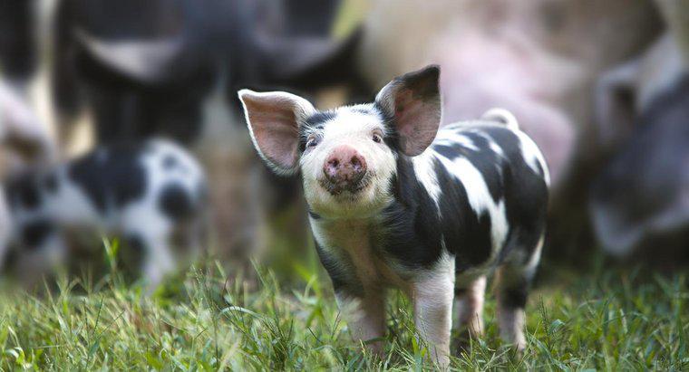 Động vật ăn thịt của Lợn là gì?