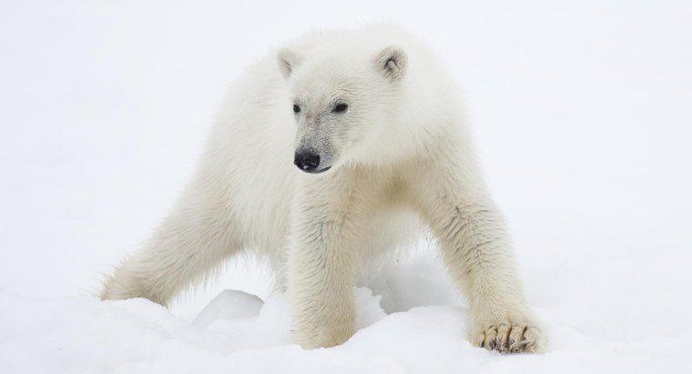 Động vật nào được tìm thấy ở vùng cực?