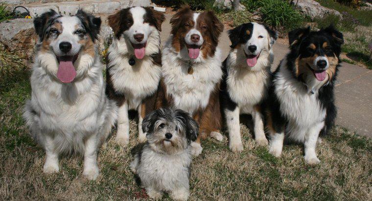 Một nhóm chó được gọi là gì?