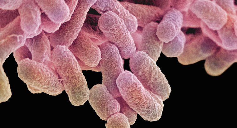 Làm lạnh có giết chết vi khuẩn Salmonella không?