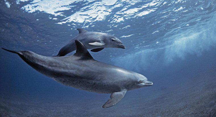 Làm thế nào để Dolphins sử dụng Echolocation?