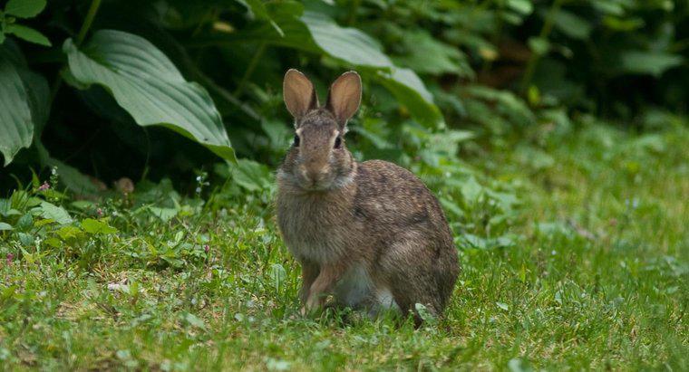 Thỏ thích nghi với môi trường sống như thế nào?
