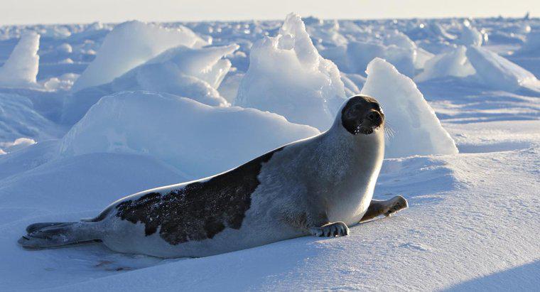 Niche của Harp Seal là gì?