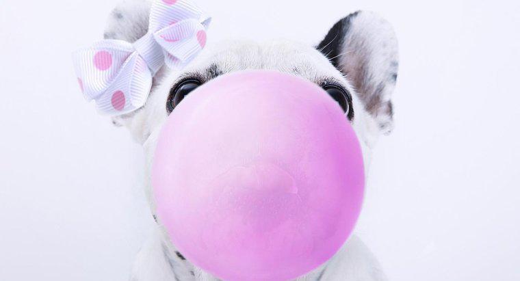 Điều gì sẽ xảy ra nếu một con chó ăn kẹo cao su?