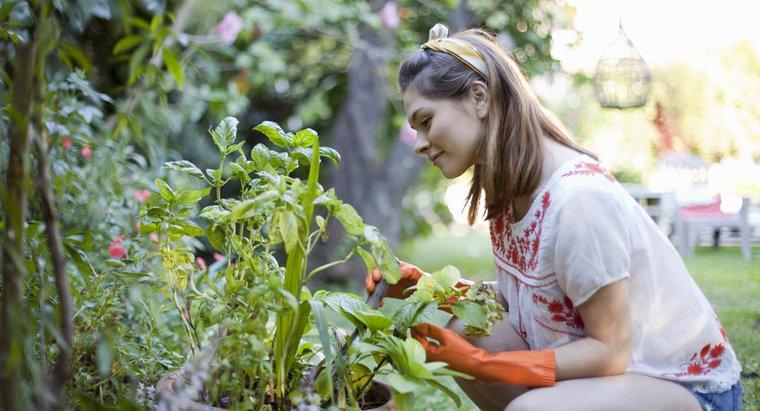 Làm thế nào để bạn bắt đầu một vườn rau?