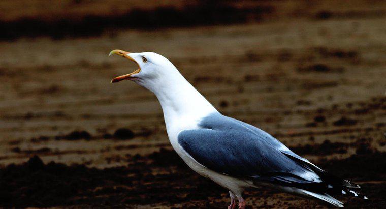 Seagulls tạo ra âm thanh gì?