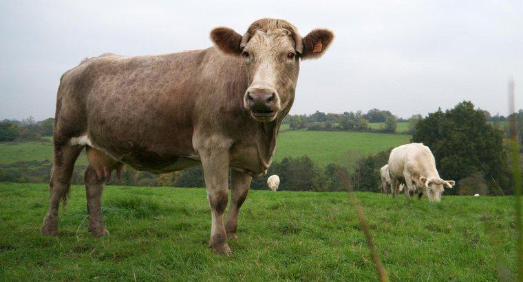 Đặc điểm của một con bò là gì?