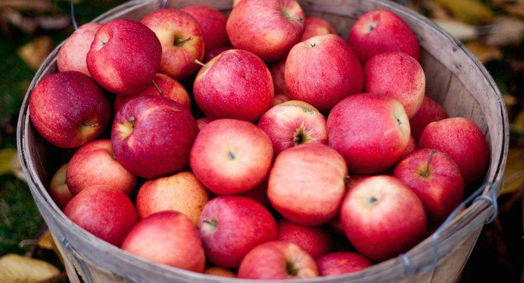 Cần bao nhiêu quả táo để tạo ra 1 Gallon táo?