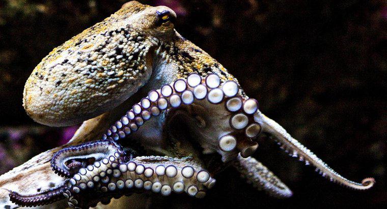 Cái gì thông minh hơn, con mực hay con bạch tuộc?