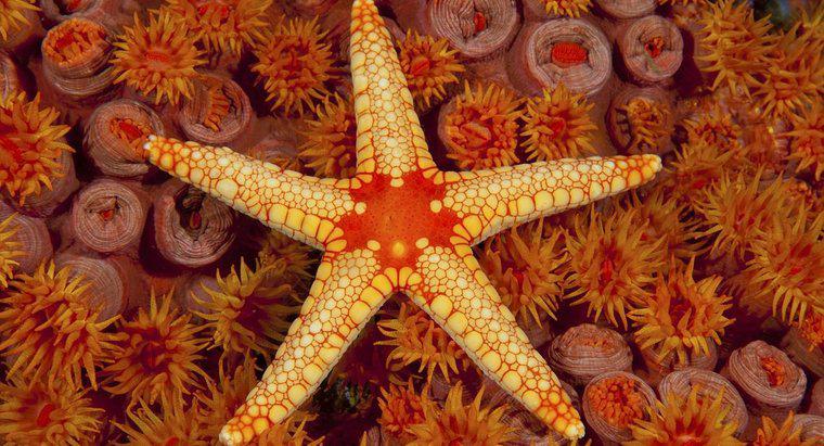 Sự thích nghi nào của Starfish?