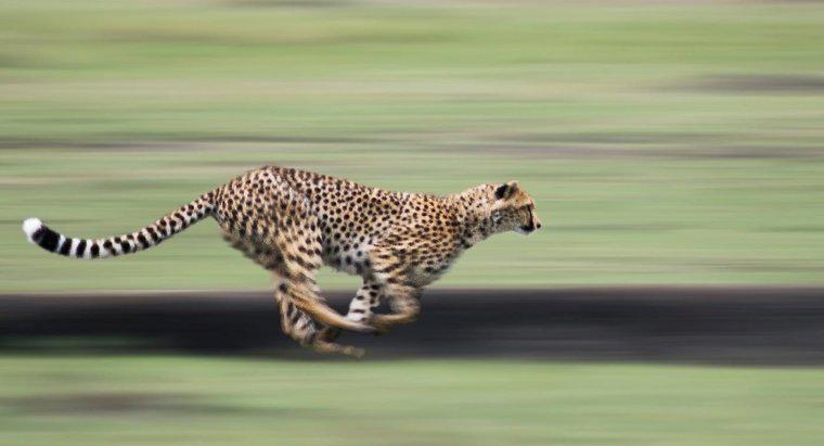 Cheetah có thể chạy trước ô tô trên đường cao tốc không?