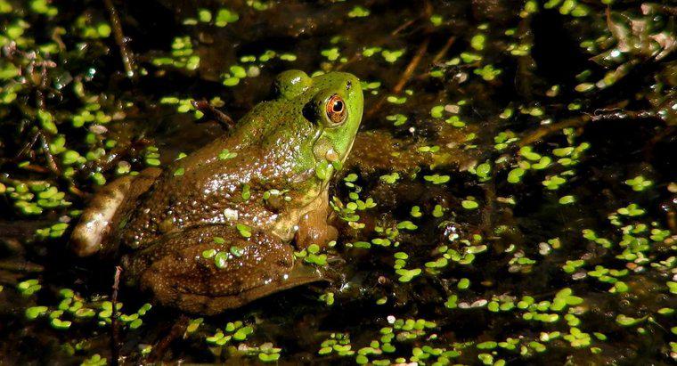 Sự thích nghi của một con ếch là gì?