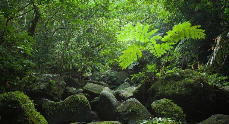 Cấu trúc của rừng mưa nhiệt đới là gì?