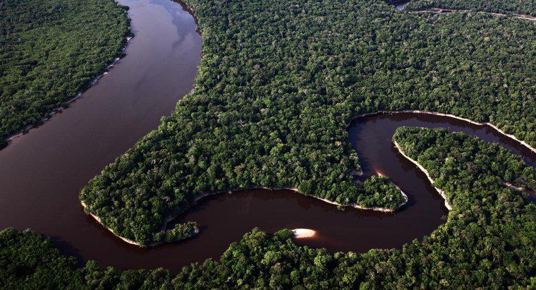 Sông Amazon rộng bao nhiêu?