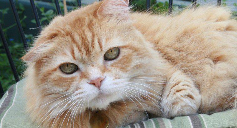Những con mèo Tabby màu cam cái hiếm đến mức nào?