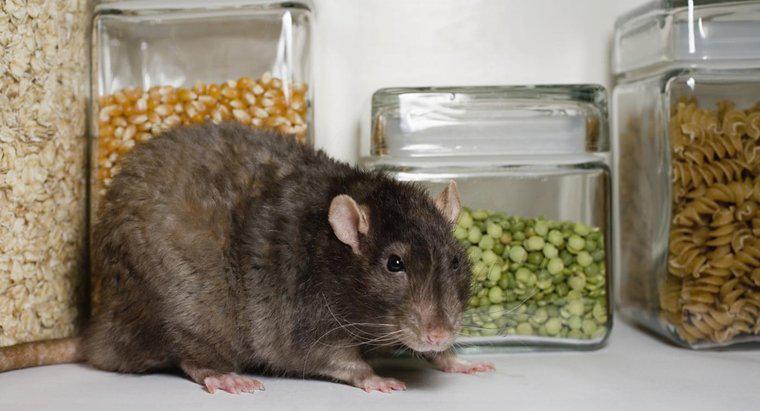 Giấm sẽ khiến chuột tránh xa?