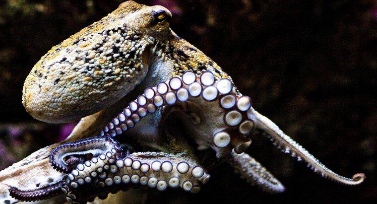 Kích thước trung bình của một con bạch tuộc là gì?