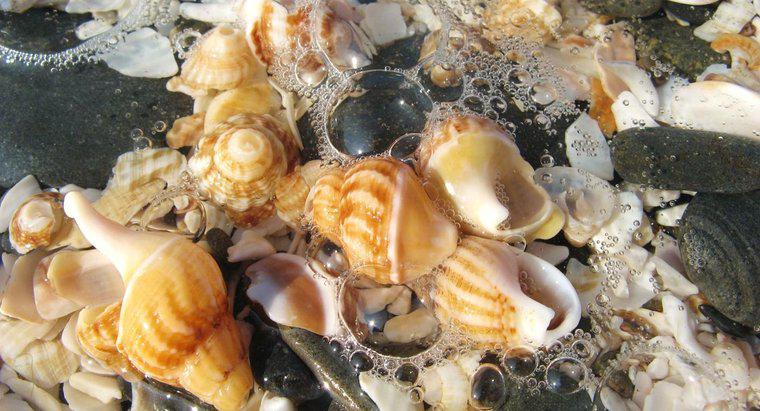 Bãi biển tốt nhất để thu gom vỏ sò là gì?