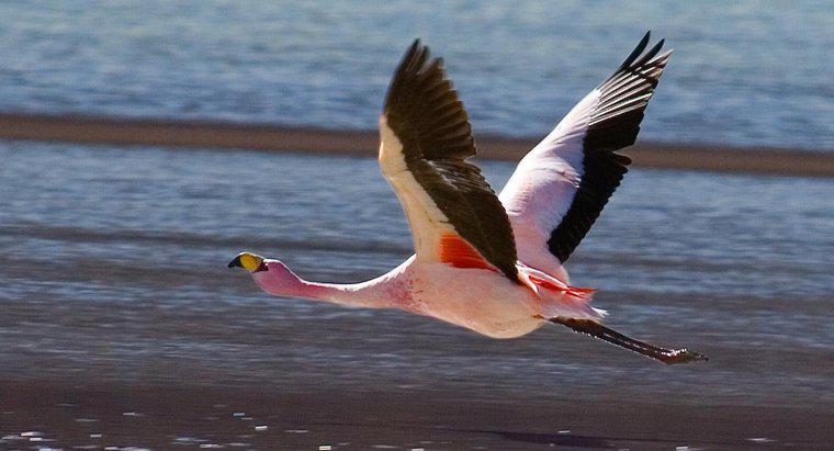 Flamingo ở đâu trong chuỗi thức ăn?