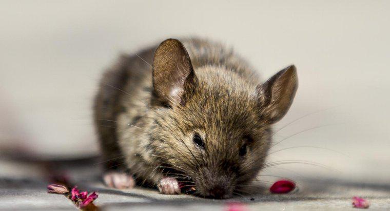 Làm thế nào bạn có thể sử dụng tinh dầu bạc hà để đuổi chuột khỏi nhà?