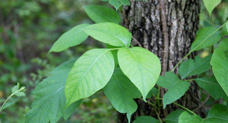 Làm thế nào để bạn điều trị một phát ban do Poison Ivy gây ra?