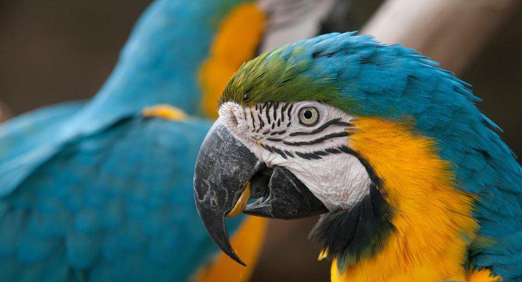 Bạn có thể giữ Macaws làm vật nuôi không?