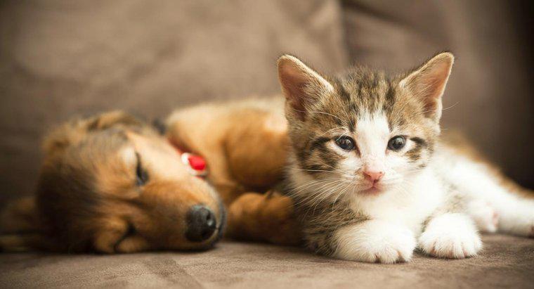 Một số điểm giống nhau giữa mèo và chó là gì?