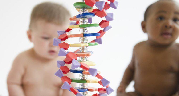 Vật chất di truyền là gì?