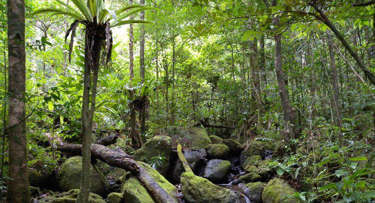 Có bao nhiêu loài động vật sống trong rừng nhiệt đới?
