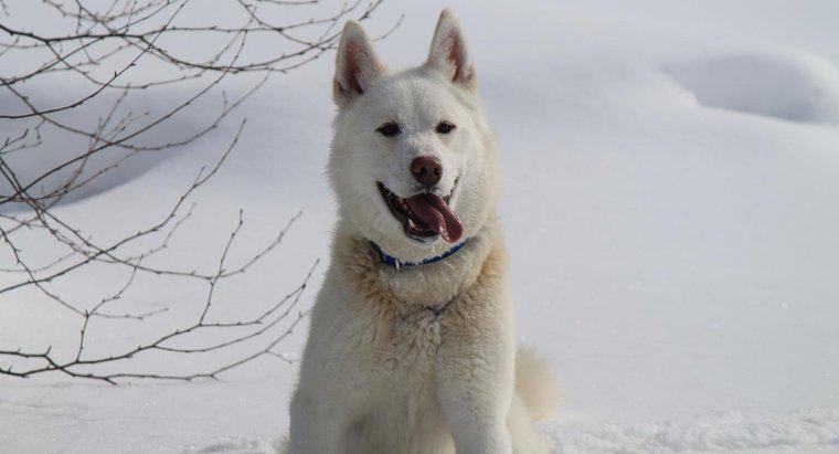 Làm thế nào bạn có thể tìm được một chú Husky trắng thuần chủng?