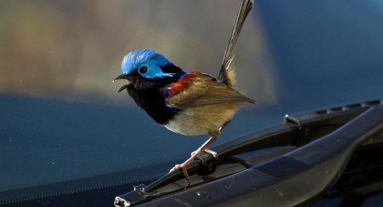 Điều gì là mê tín về một con chim đang đập kính chắn gió?