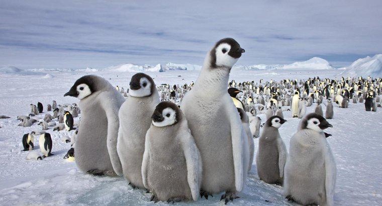 Động vật nào sống ở Nam Cực?