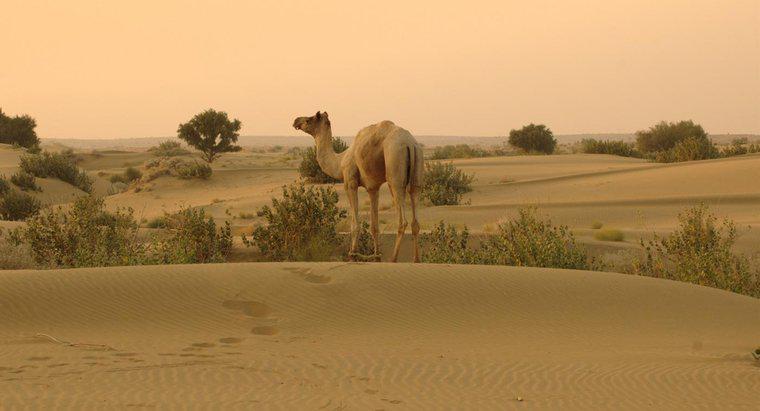 Sa mạc Thar nằm ở đâu?