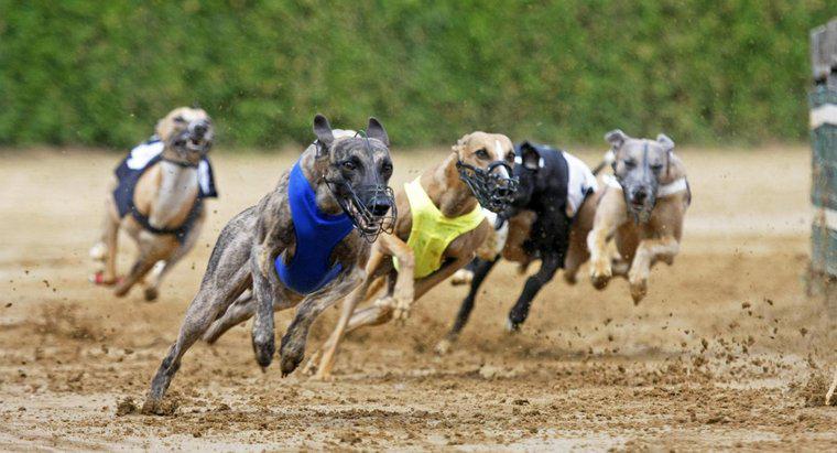 Greyhounds chạy nhanh như thế nào?