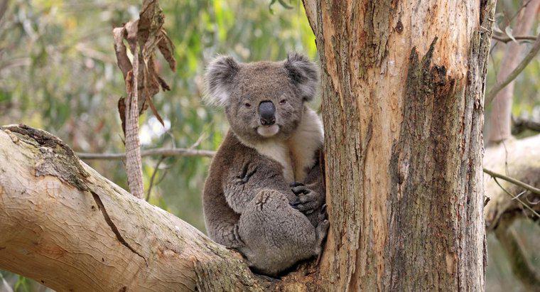 Koalas sống ở đâu?